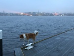 Alster mit Hund